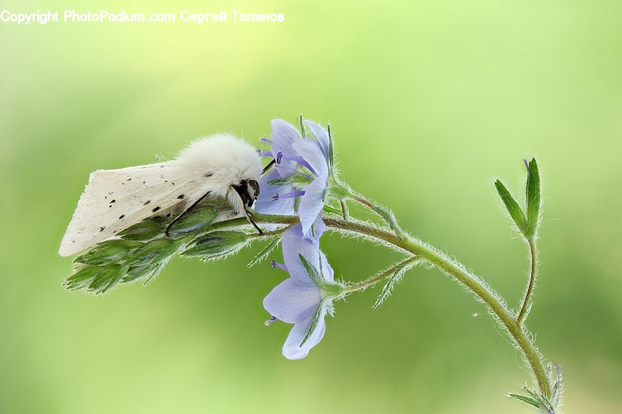 Blossom, Flora, Flower, Geranium, Plant, Apidae, Bee