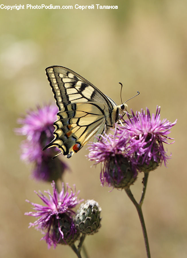 Flora, Flower, Plant, Thistle, Weed, Butterfly, Insect