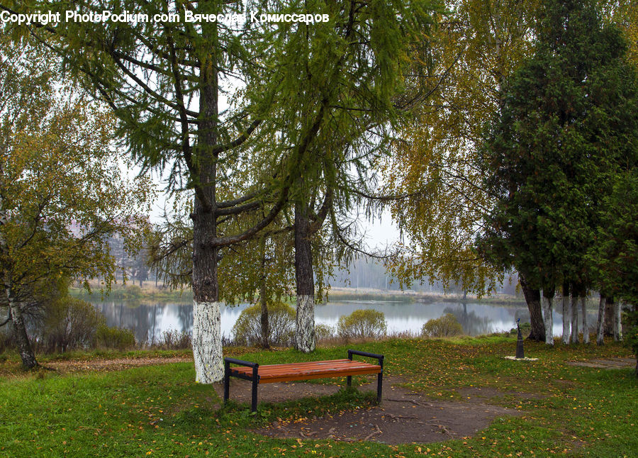 Bench, Park Bench