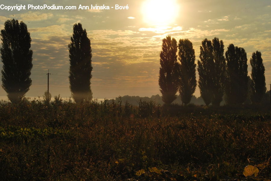 People, Person, Human, Dawn, Dusk, Sky, Sunrise