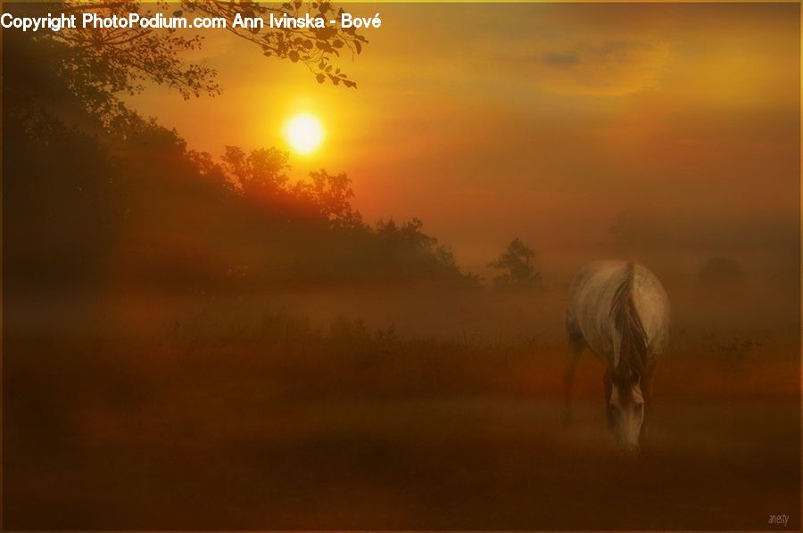 Animal, Horse, Mammal, Dawn, Dusk, Sky, Sunrise