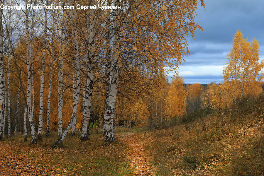 Birch, Tree, Wood, Field, Grass, Grassland, Plant