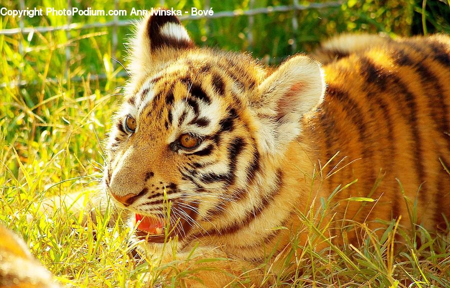 Animal, Mammal, Tiger