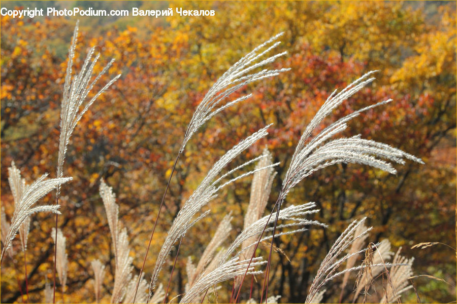 Field, Grass, Grassland, Plant, Reed, Grain, Wheat