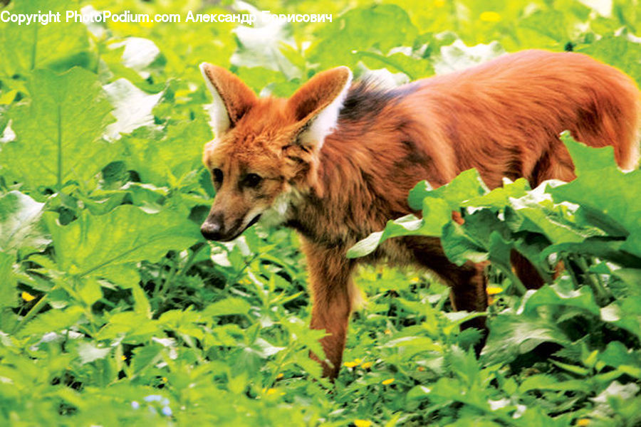 Animal, Colt Horse, Foal, Horse, Mammal, Canine, Fox
