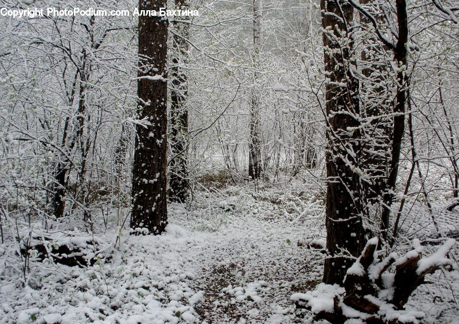 Ice, Outdoors, Snow, Birch, Tree, Wood, Forest