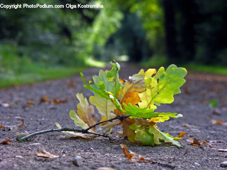 Asphalt, Tarmac, Soil, Plant, Conifer, Fir, Tree