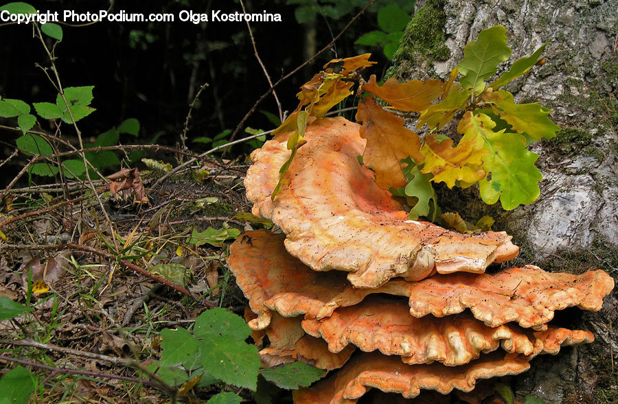 Agaric, Amanita, Fungus, Mushroom, Plant, Vine, Ivy