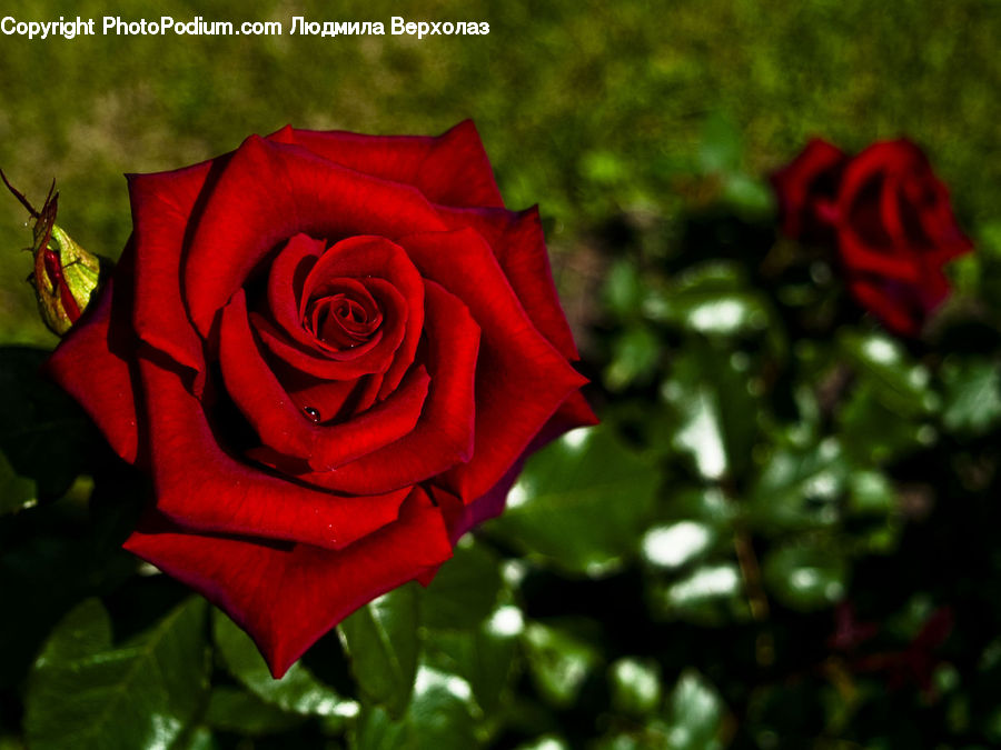 Blossom, Flower, Plant, Rose, Flower Arrangement, Flower Bouquet, Flora