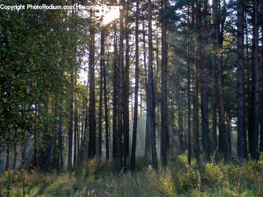 Forest, Vegetation, Grove, Land, Conifer, Fir, Plant