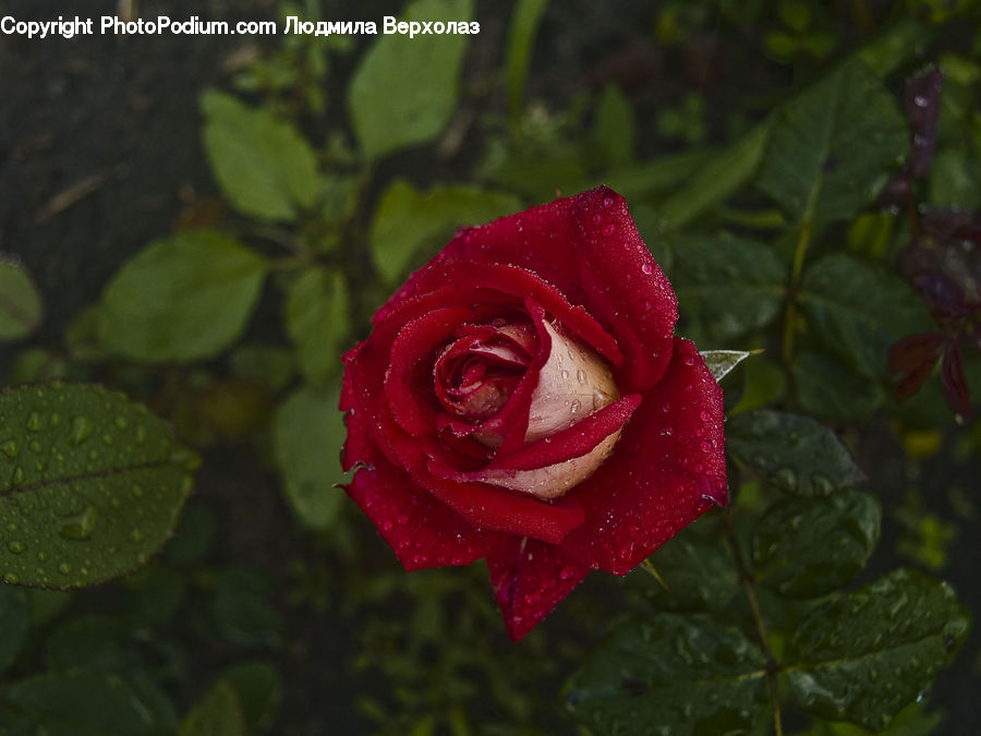 Blossom, Flower, Plant, Rose, Flora, Flower Arrangement, Flower Bouquet