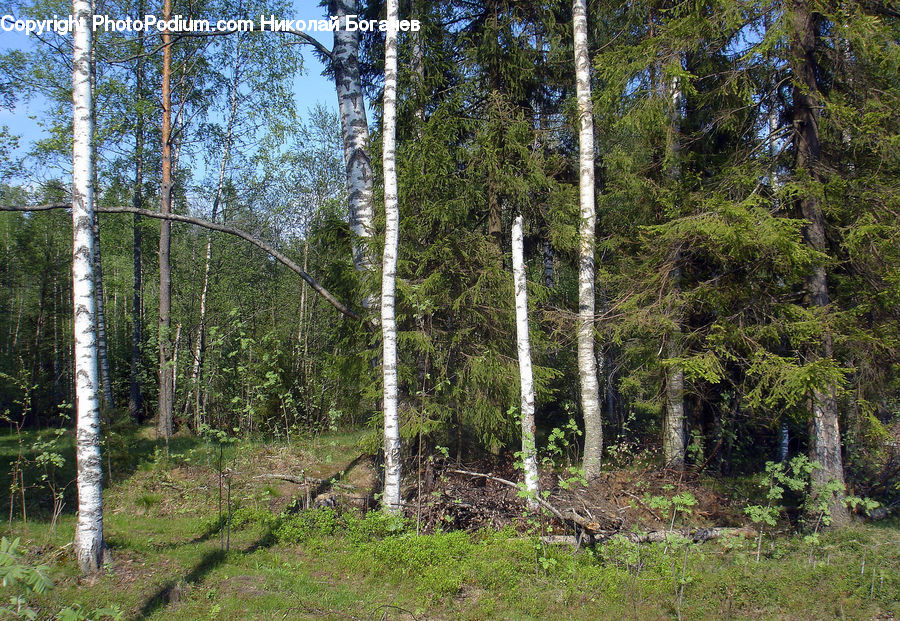 Birch, Tree, Wood, Forest, Vegetation, Grove, Land