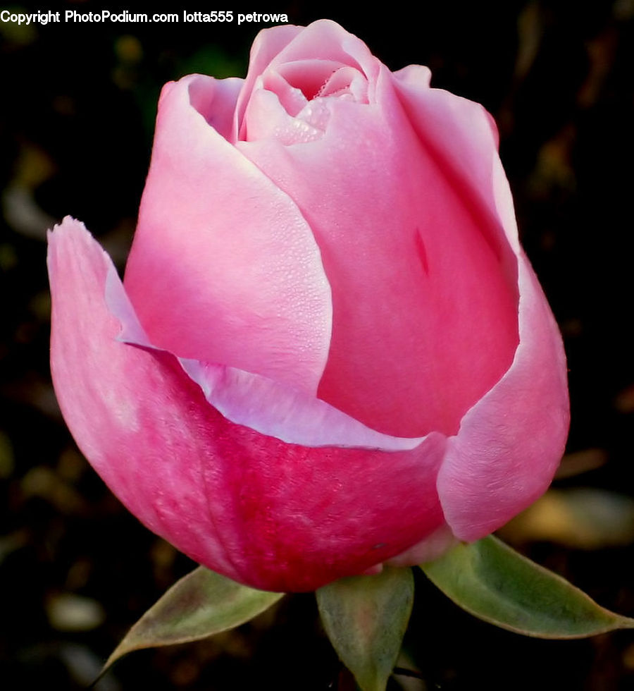 Blossom, Flower, Plant, Rose, Flora, Petal, Tulip