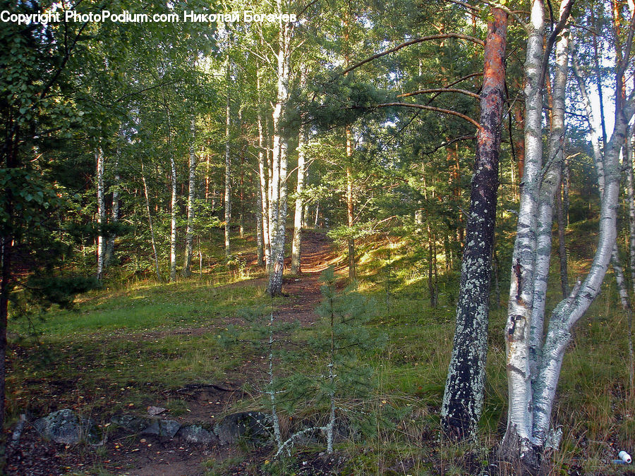 Birch, Tree, Wood, Forest, Vegetation, Grove, Land