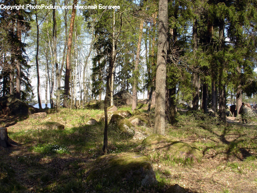 Forest, Vegetation, Grove, Land, Birch, Tree, Wood