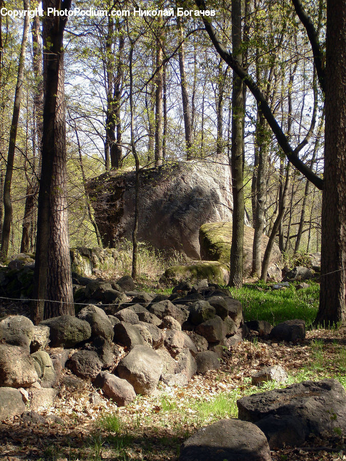 Forest, Grove, Land, Vegetation, Rock, Outdoors, Animal