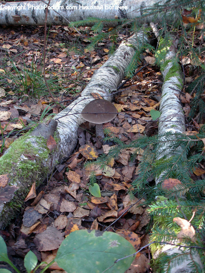Ivy, Plant, Vine, Conifer, Fir, Tree, Agaric