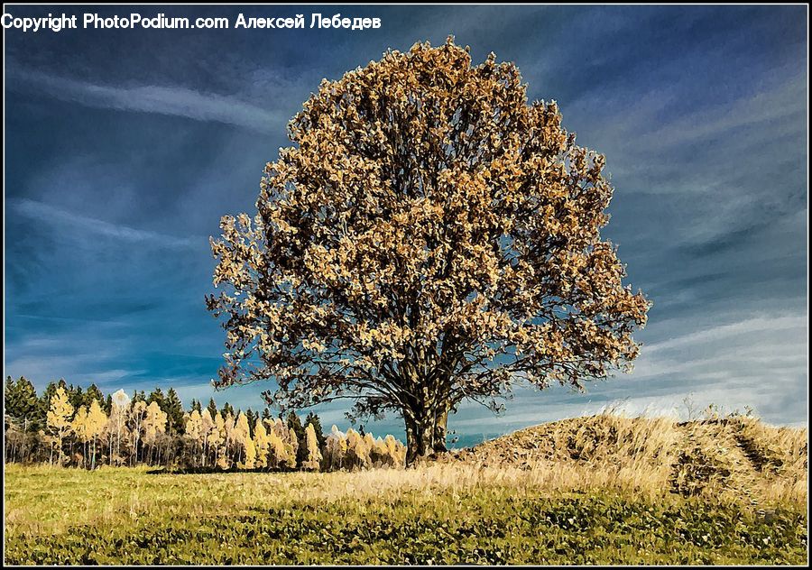 Oak, Tree, Wood, Grain, Grass, Plant, Wheat