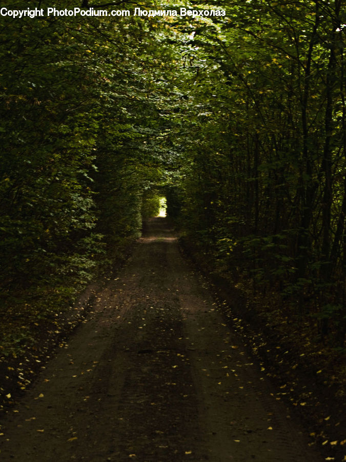 Dirt Road, Gravel, Road, Path, Walkway, Forest, Vegetation