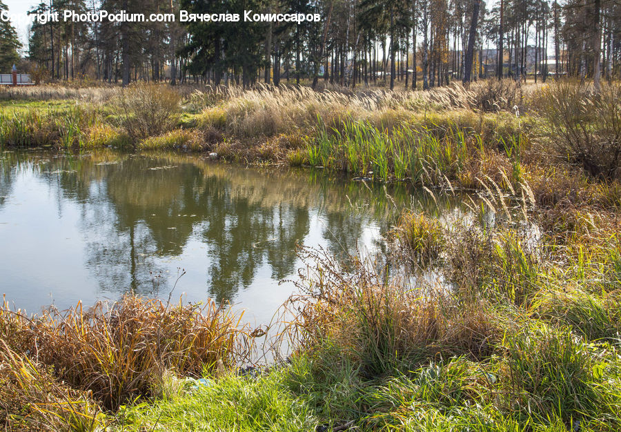 Outdoors, Pond, Water, Field, Grass, Grassland, Plant