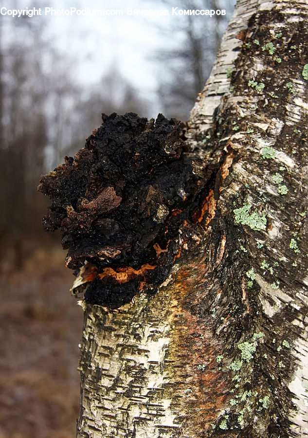 Birch, Tree, Wood, Conifer, Fir, Plant, Agaric