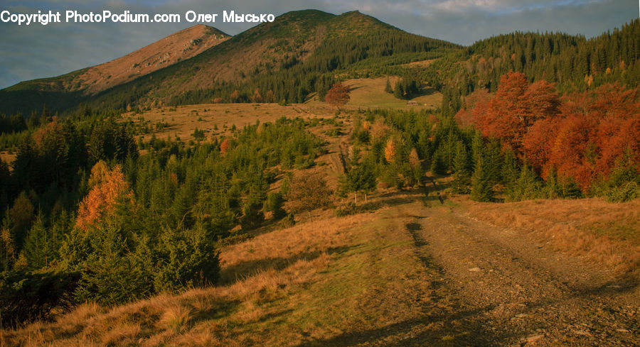 Dirt Road, Gravel, Road, Conifer, Fir, Plant, Tree