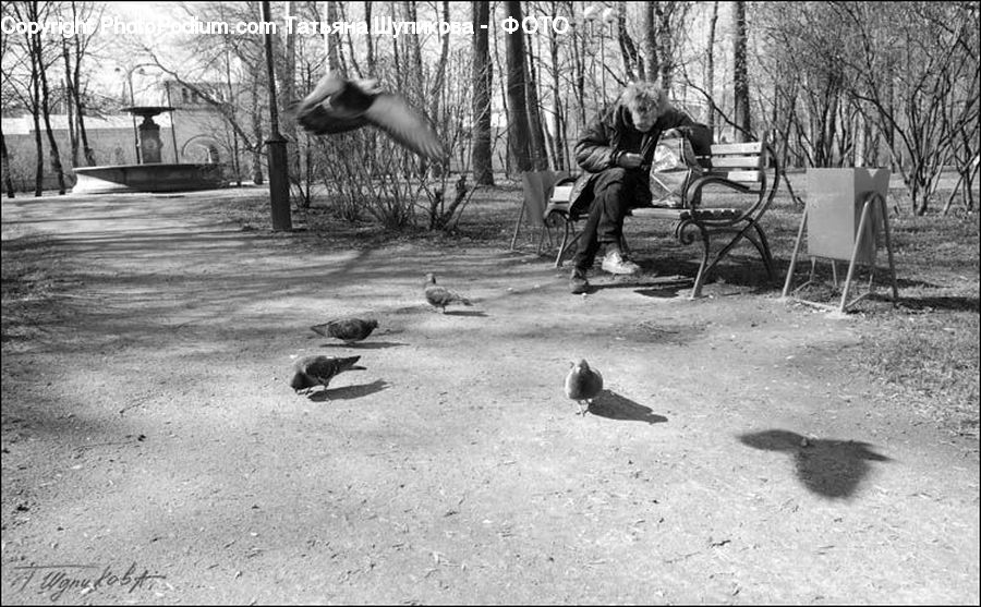 Bird, Bench, Forest, Grove, Land, Pigeon, Vegetation