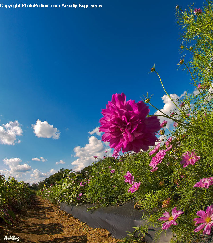 Plant, Potted Plant, Cosmos, Aster, Blossom, Flower, Peony