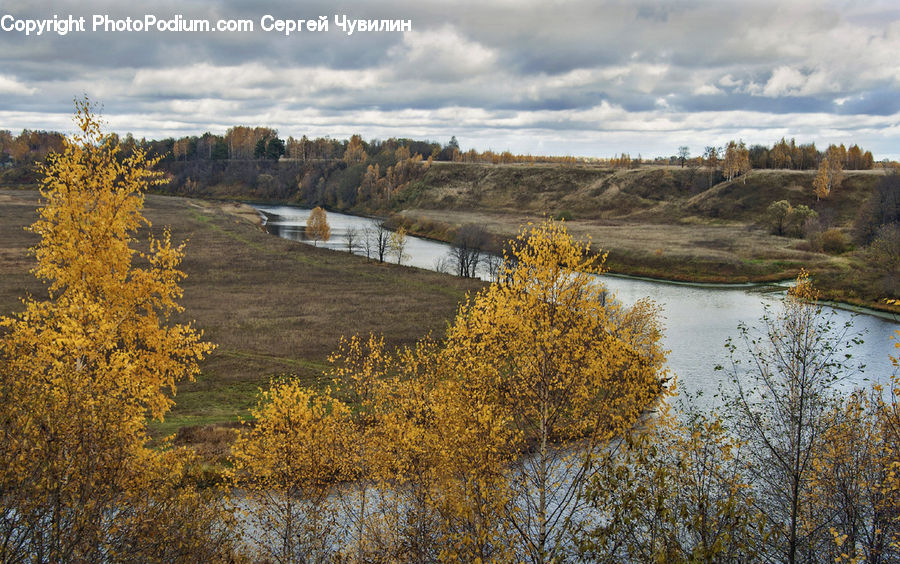 Conifer, Fir, Plant, Tree, Land, Marsh, Pond