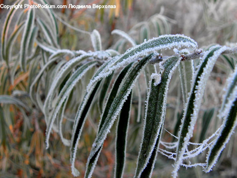 Frost, Ice, Outdoors, Snow, Conifer, Fir, Plant