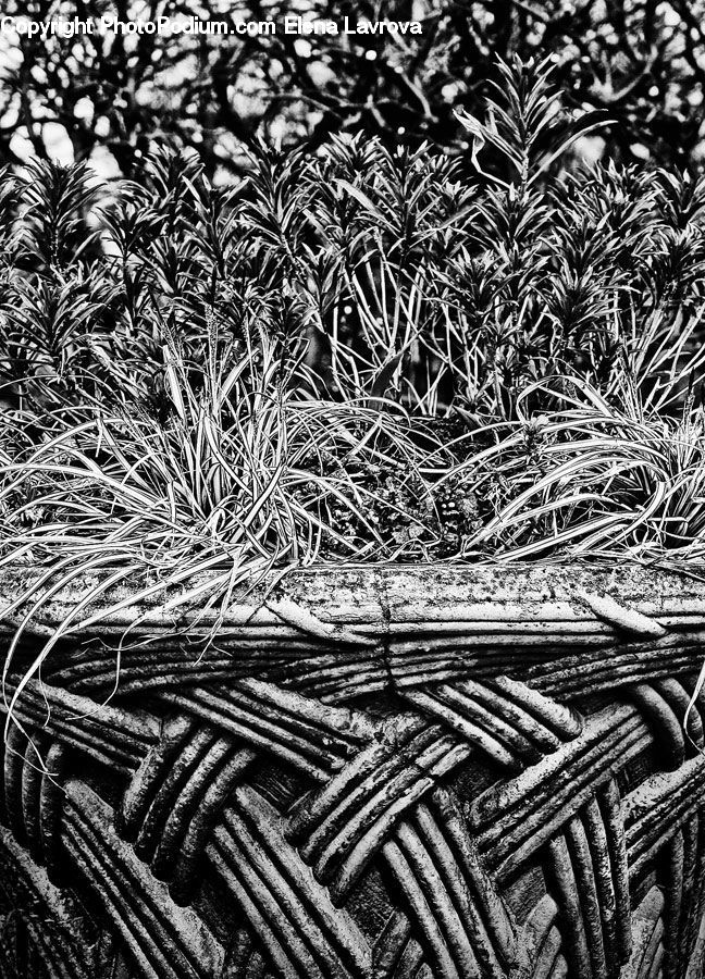 Frost, Ice, Outdoors, Snow, Art, Modern Art, Conifer