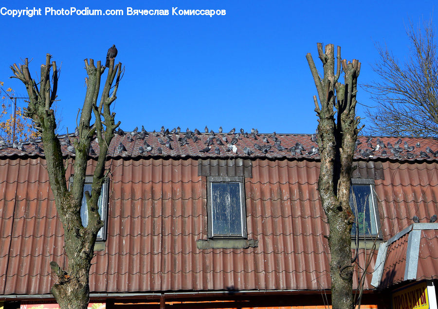 Brick, Bonsai, Plant, Potted Plant, Tree, Building, Cottage