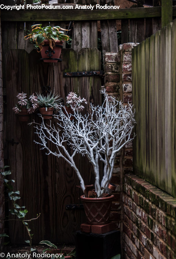 Plant, Potted Plant, Pot, Pottery, Bonsai, Tree, Ivy