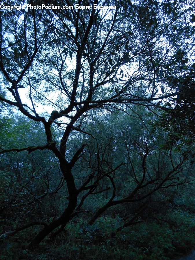 Oak, Tree, Wood, Conifer, Fir, Plant, Landscape