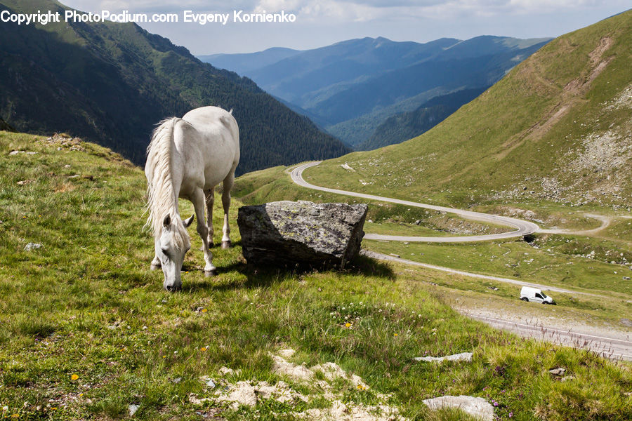 Animal, Horse, Mammal, Goat, Mountain Goat, Field, Grass