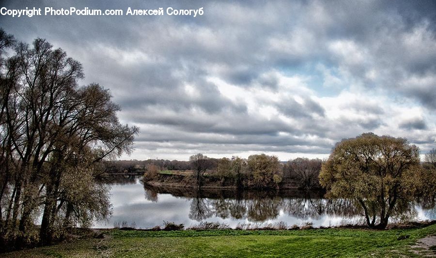Plant, Tree, Oak, Wood, Sycamore, Tree Trunk, Park