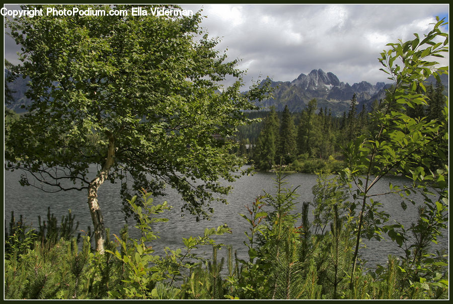 Conifer, Fir, Plant, Tree, Forest, Jungle, Rainforest