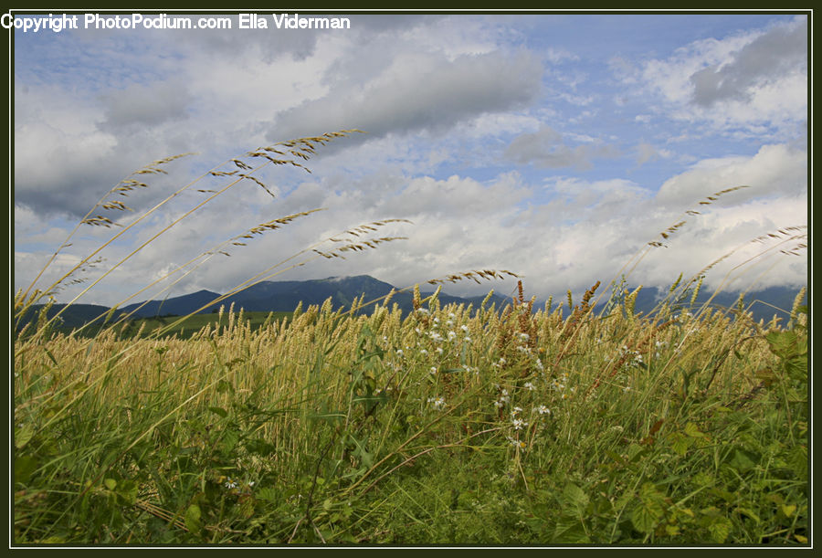 Field, Grass, Grassland, Plant, Land, Outdoors, Grain