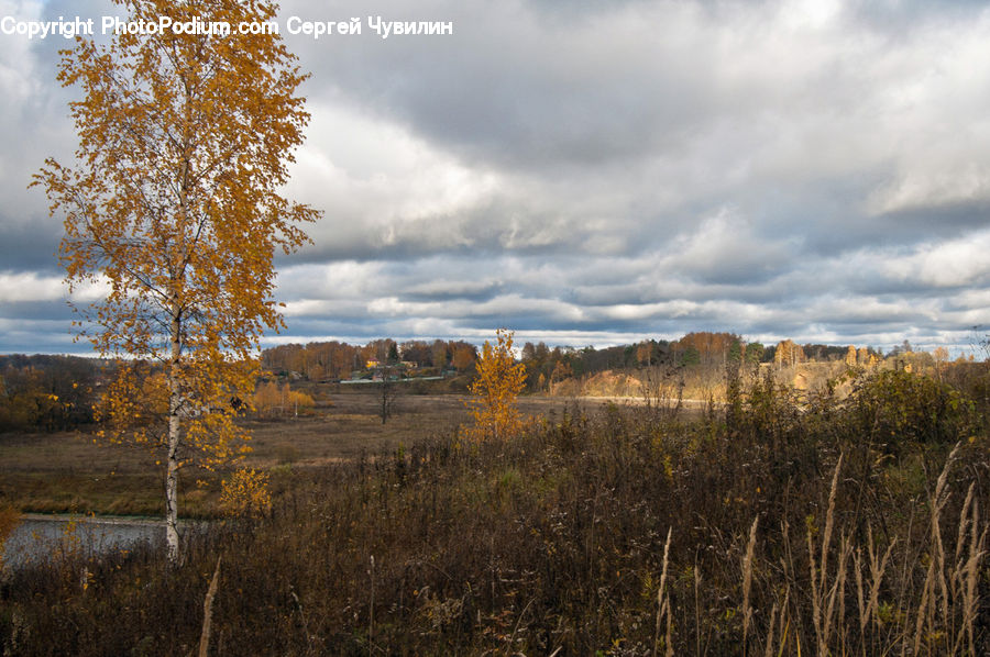Field, Grass, Grassland, Land, Outdoors, Plant, Birch