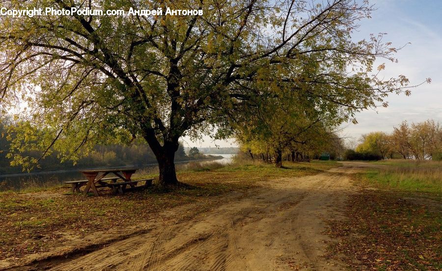 Dirt Road, Gravel, Road, Plant, Tree, Landscape, Nature