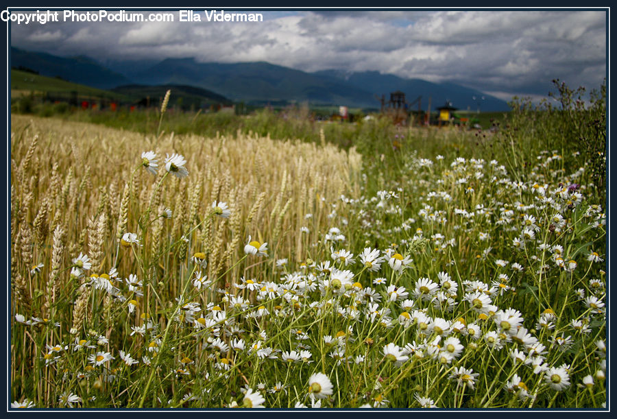 Field, Grass, Grassland, Plant, Land, Outdoors, Meadow