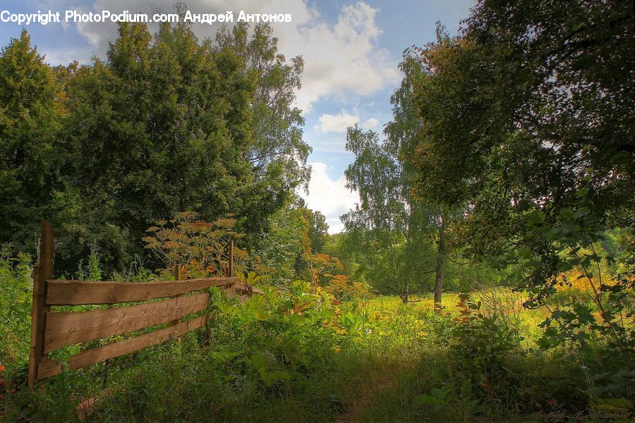 Dirt Road, Gravel, Road, Fence, Conifer, Fir, Plant