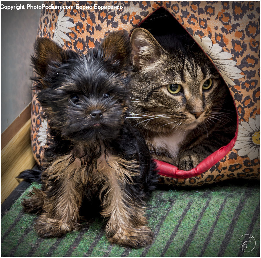 Animal, Pet, Cat, Kitten, Mammal, Manx, Cushion