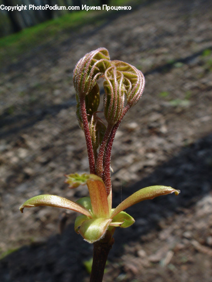 Fern, Plant, Sprout, Bud, Aloe, Blossom, Flora
