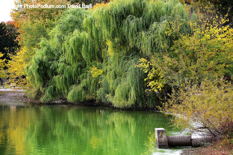 Conifer, Fir, Plant, Tree, Outdoors, Pond, Water