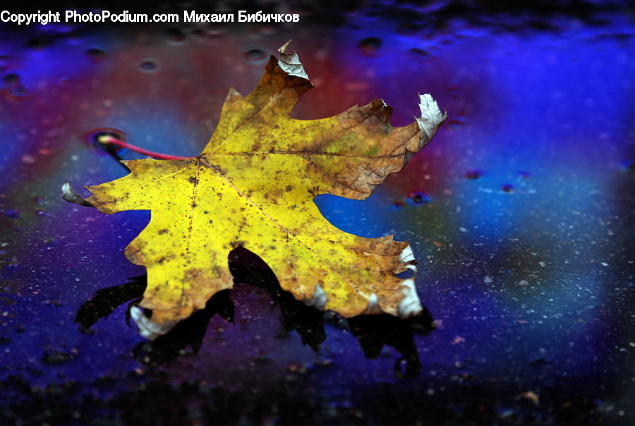 Maple, Maple Leaf, Plant, Leaf, Glitter, Light, Flying