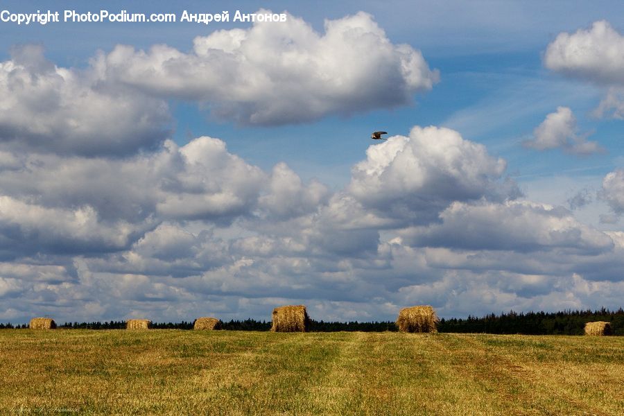 Cloud, Cumulus, Sky, Azure Sky, Outdoors, Field, Grass
