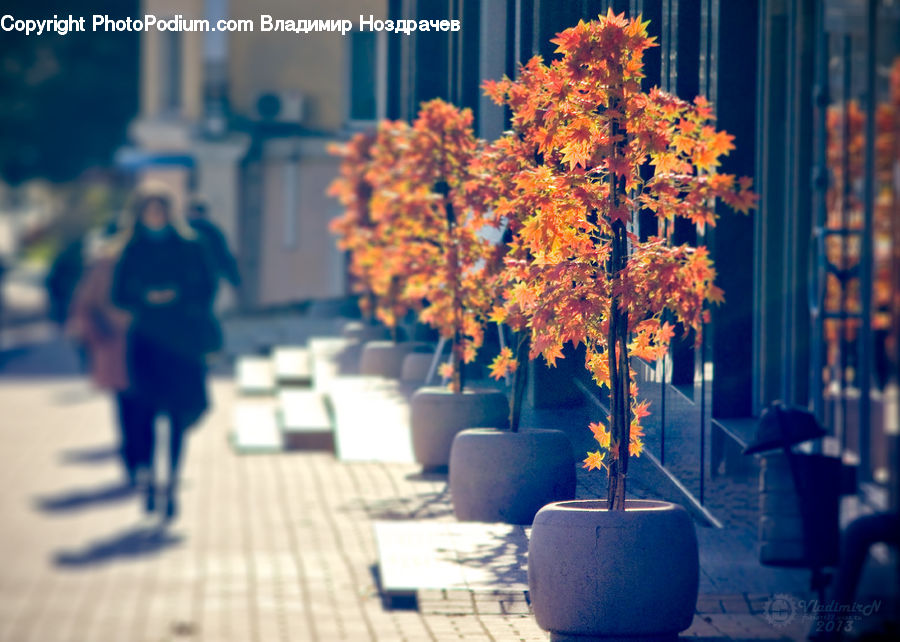 People, Person, Human, Plant, Potted Plant, Maple, Tree