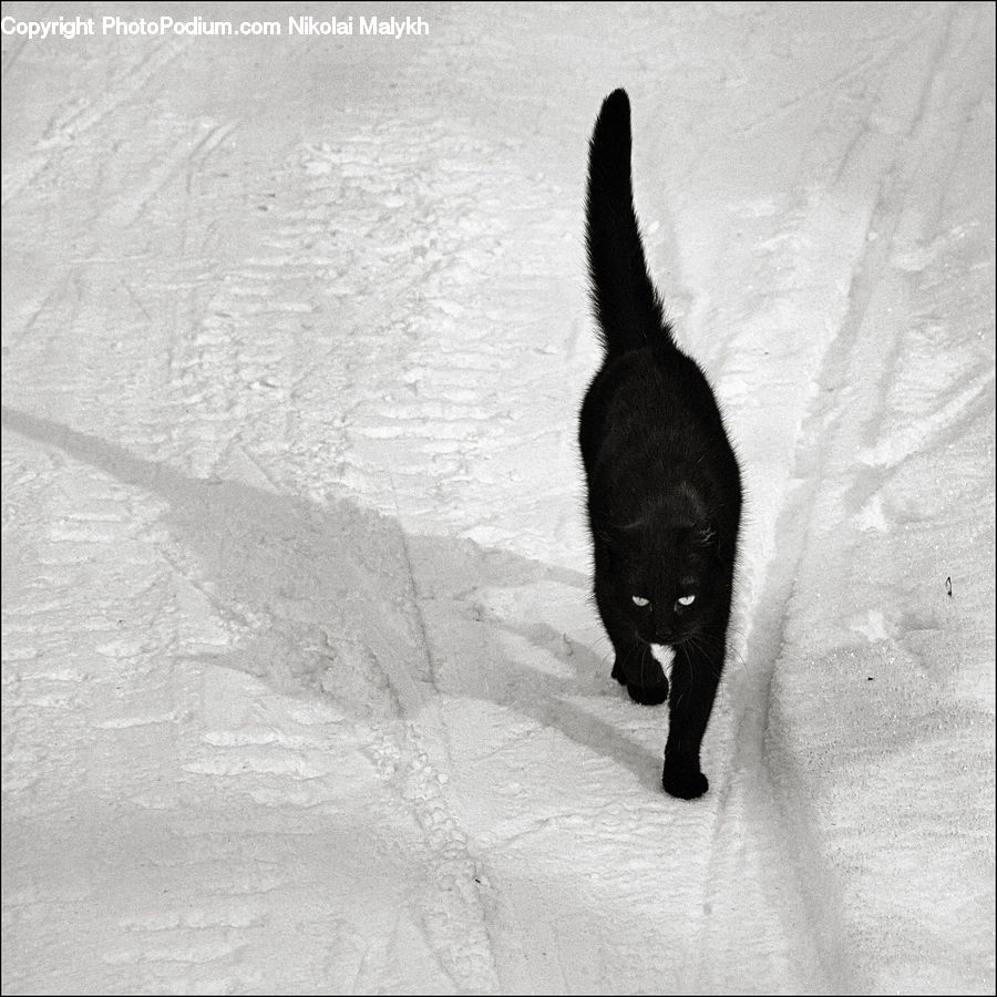 Animal, Cat, Mammal, Manx, Pet, Silhouette