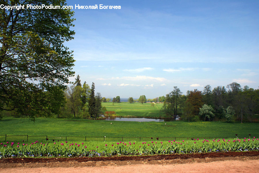 Blossom, Flora, Flower, Plant, Tulip, Soil, Countryside